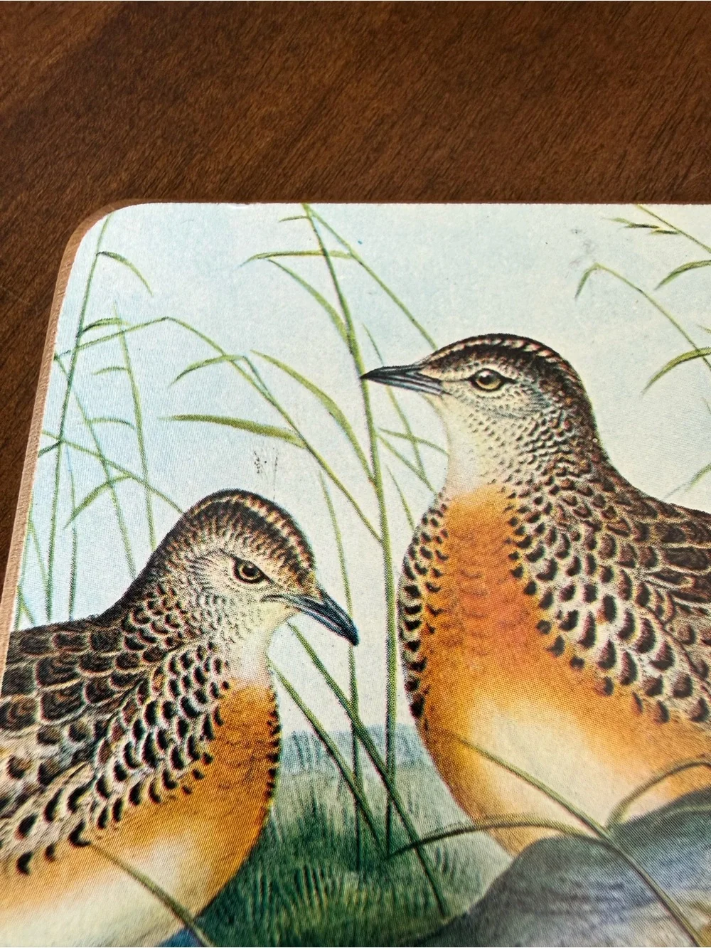 Vintage Bird Cork Back Coaster Set of 3 Cottagecore Nature Decor